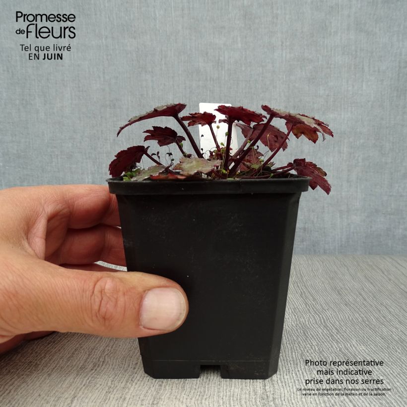 Esemplare di Saxifraga cortusifolia Black Ruby - Sassifraga Vasetto da 8/9 cm consegnato in estate