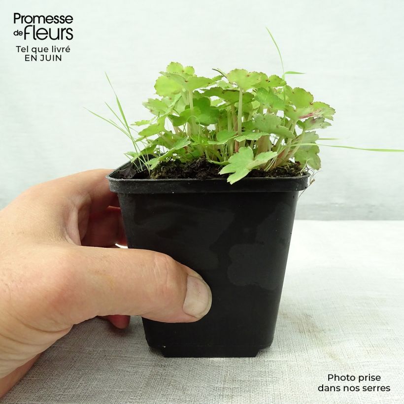 Esemplare di Saxifraga cortusifolia Cheap Confections - Sassifraga Vasetto da 8/9 cm consegnato in estate