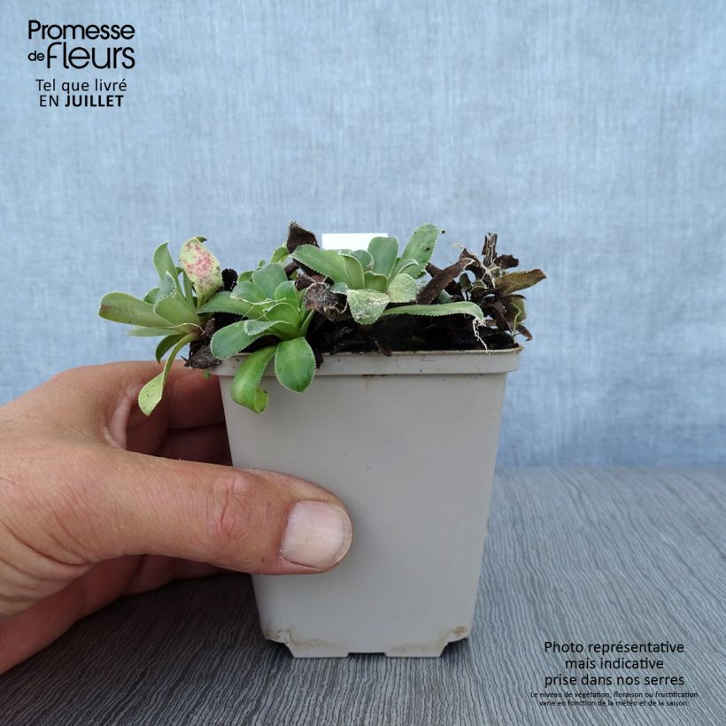 Esemplare di Saxifraga cotyledon Southside Seedling - Sassifraga dei graniti Vasetto da 8/9 cm consegnato in estate