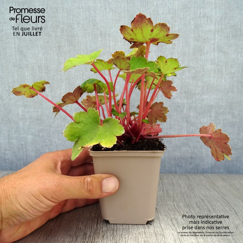 Esemplare di Saxifraga fortunei Beni Tsukasa - Sassifraga Vasetto da 8/9 cm consegnato in estate