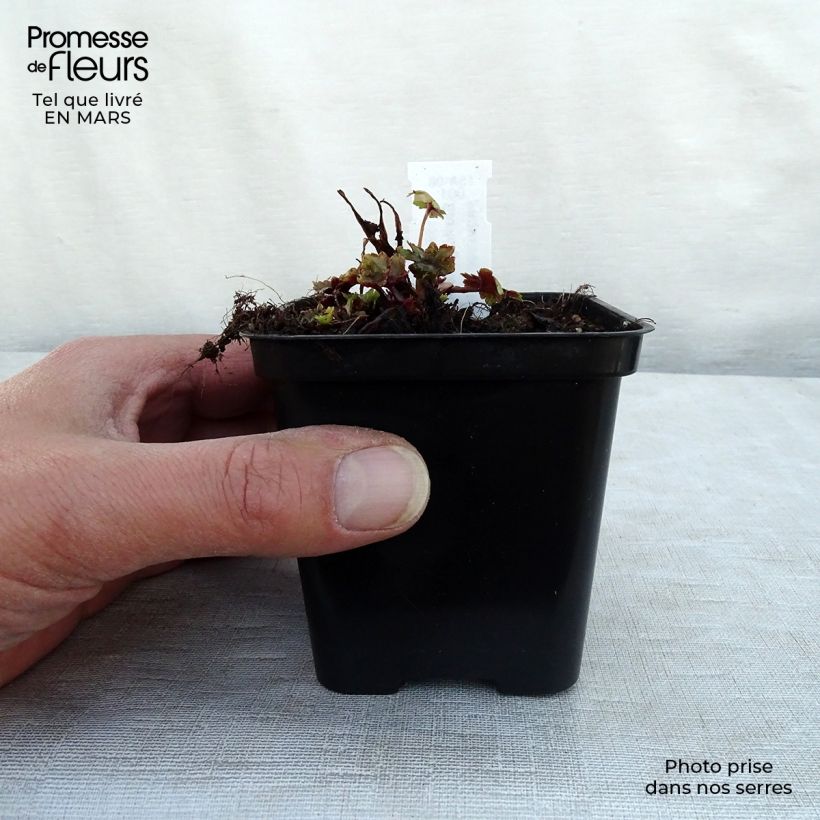 Saxifraga fortunei Gokka - Sassifraga Vasetto da 8/9 cm esemplare consegnato in primavera