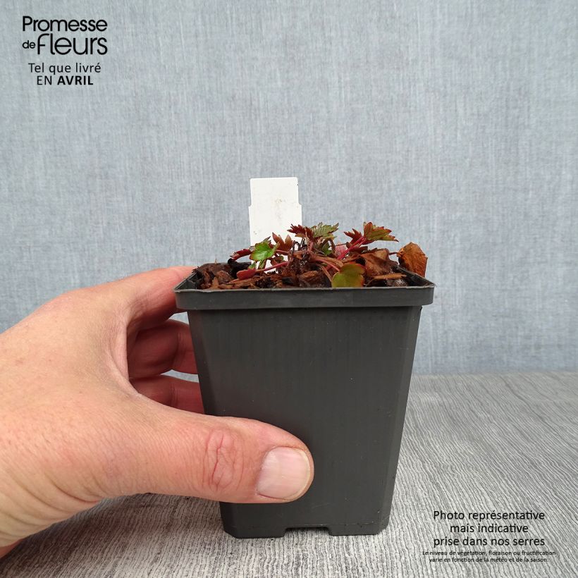 Saxifraga fortunei Rubrifolia - Sassifraga Vasetto da 8/9 cm esemplare consegnato in primavera