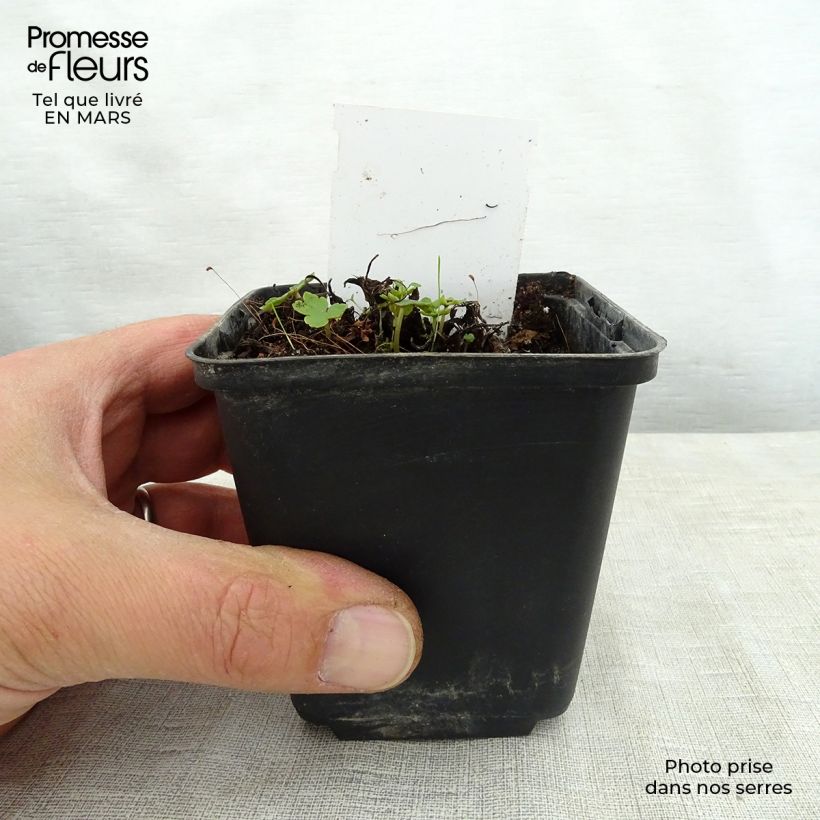 Saxifraga fortunei Sugar Plum Fairy - Sassifraga Vasetto da 8/9 cm esemplare consegnato in primavera