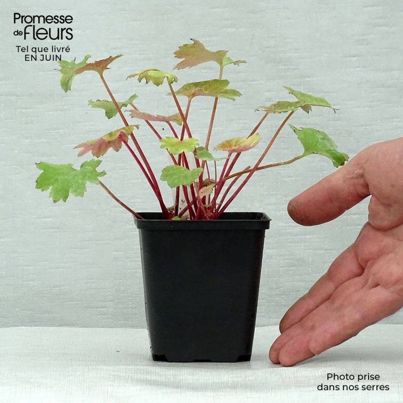 Esemplare di Saxifraga fortunei Wada - Sassifraga Vasetto da 8/9 cm consegnato in estate