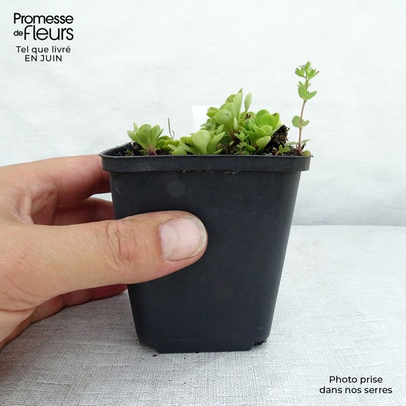 Esemplare di Saxifraga umbrosa Clarence Elliott - Sassifraga ombrosa Vasetto da 8/9 cm consegnato in estate