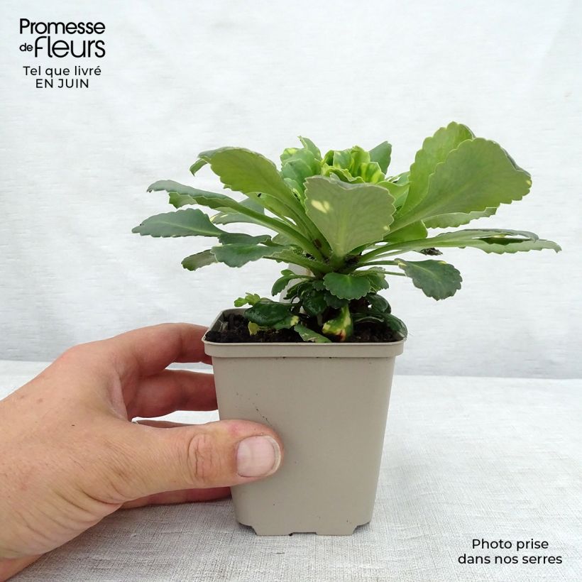 Esemplare di Saxifraga umbrosa Variegata - Sassifraga Vasetto da 8/9 cm consegnato in estate