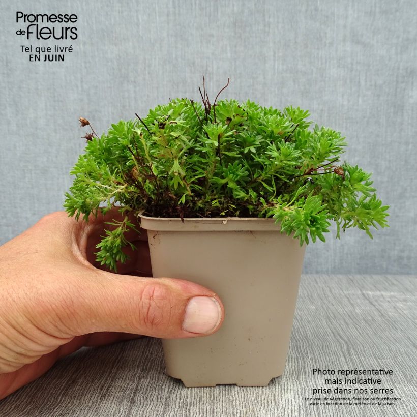 Esemplare di Saxifraga arendsii Pixie - Sassifraga Vasetto da 8/9 cm consegnato in estate