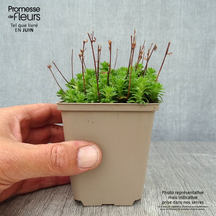 Esemplare di Saxifraga arendsii Pixie White - Sassifraga Vasetto da 8/9 cm consegnato in estate