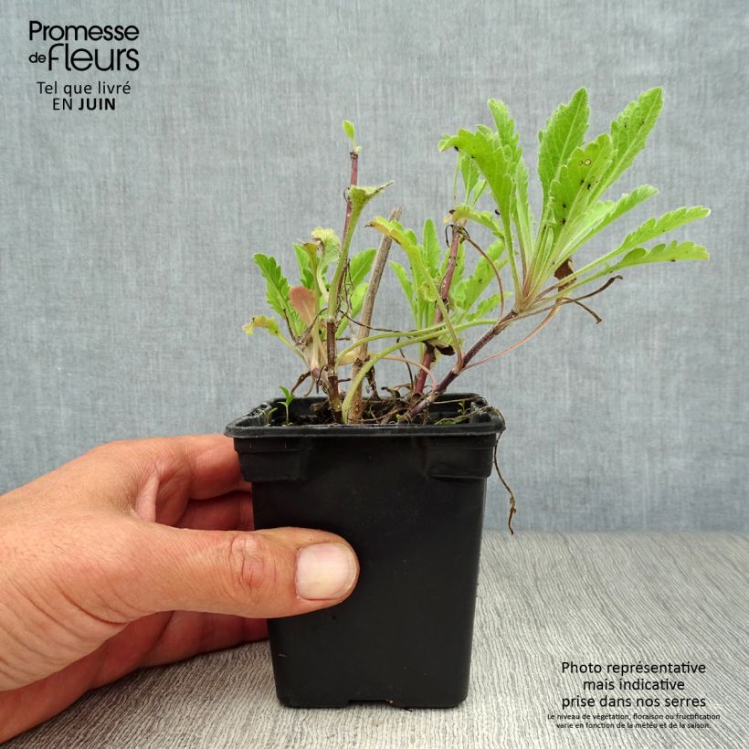 Esemplare di Scabiosa columbaria Pink Mist - Vedovina selvatica Vasetto da 7/8 cm consegnato in estate