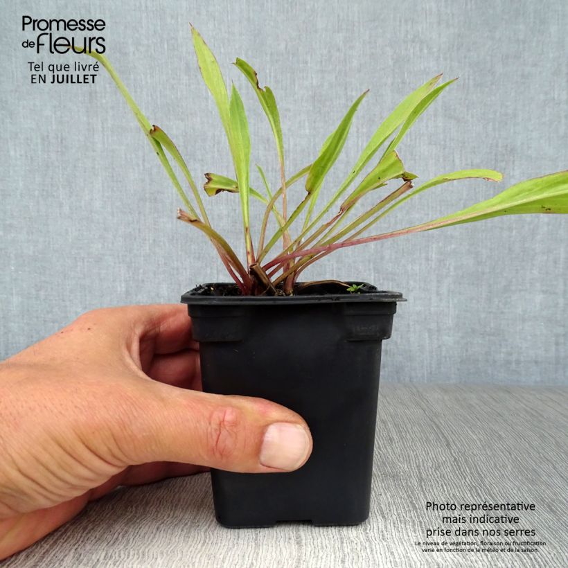 Esemplare di Scabiosa caucasica Perfecta Vasetto da 7/8 cm consegnato in estate