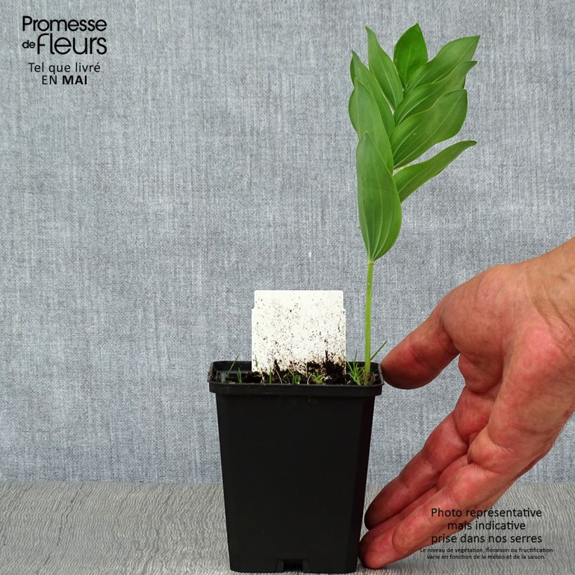 Polygonatum multiflorum - Sigillo di Salomone maggiore Vasetto da 8/9 cm esemplare consegnato in primavera