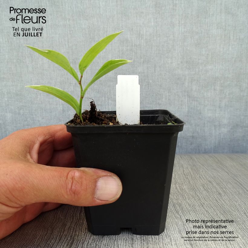 Esemplare di Polygonatum falcatum Variegatum - Sigillo di Salomone Vasetto da 8/9 cm consegnato in estate