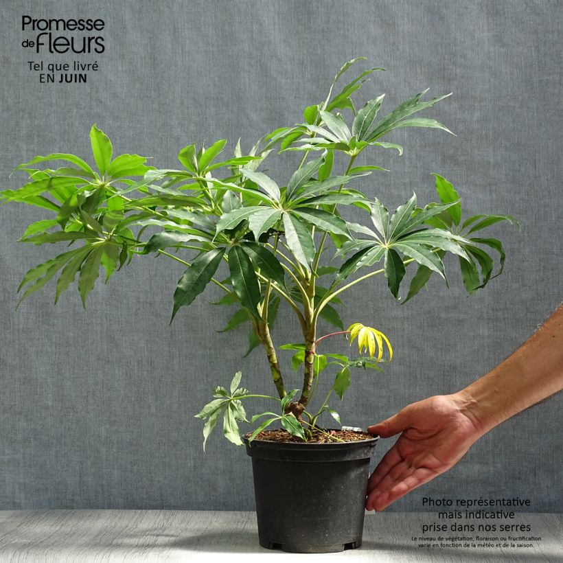 Esemplare di Schefflera taiwaniana Vaso da 2L/3L consegnato in estate