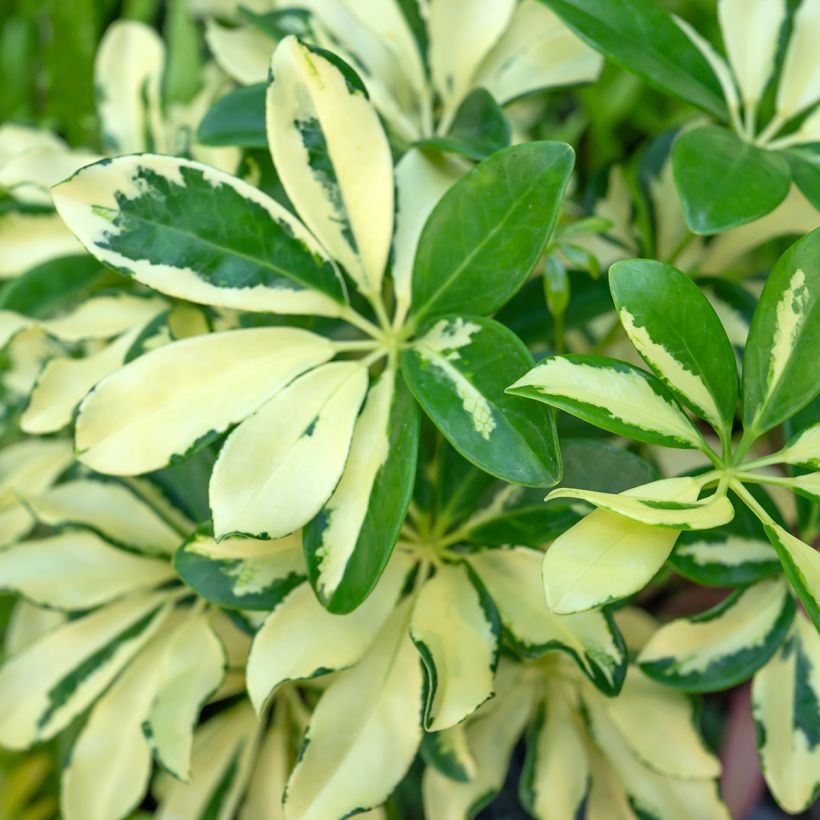 Schefflera Madame De Smet (Fogliame)