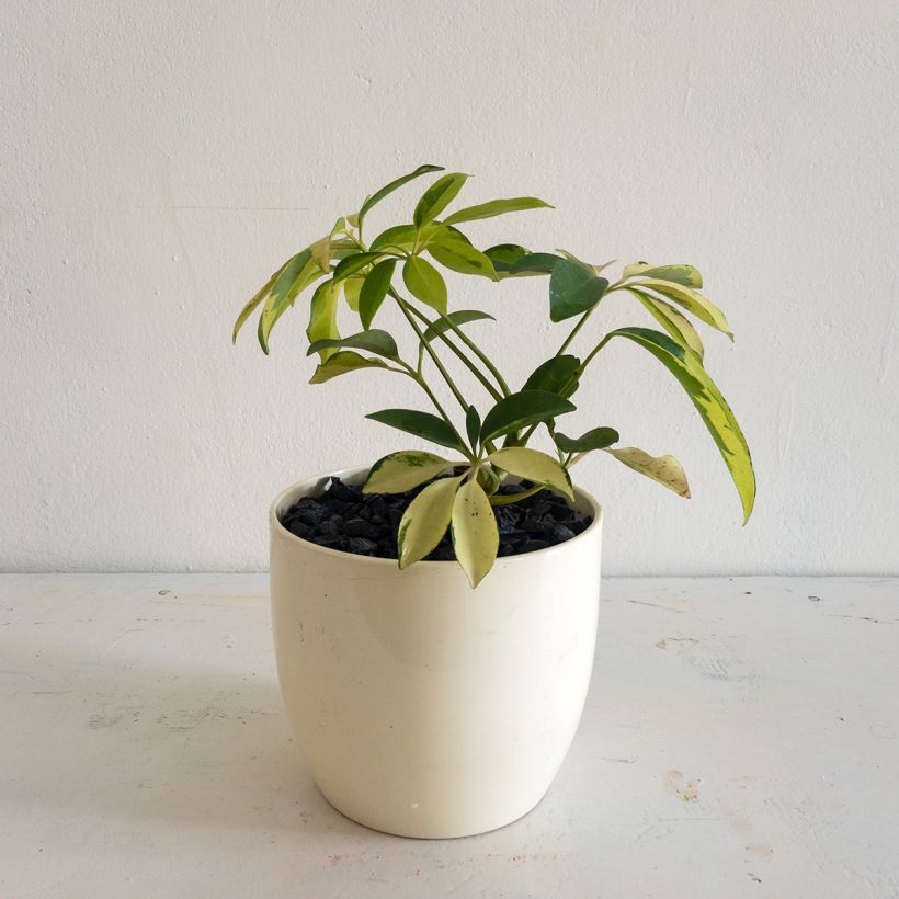 Schefflera Madame De Smet (Porto)