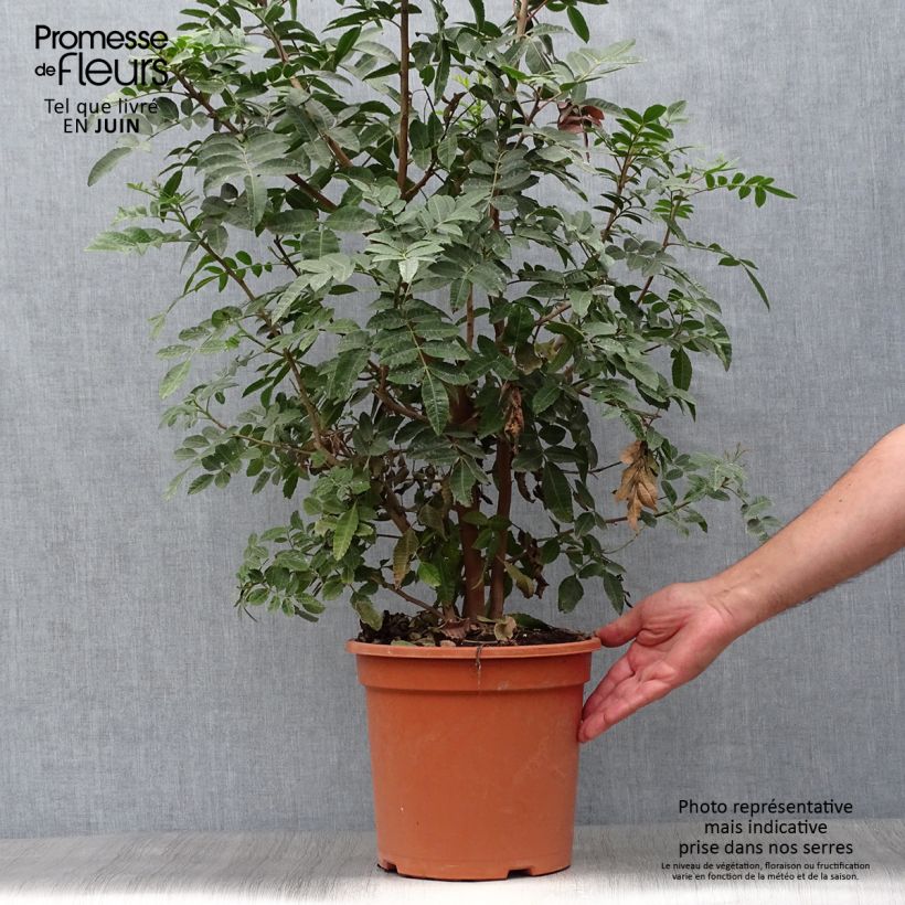 Esemplare di Schinus terebinthifolius - Pepe rosa Vaso da 7,5L/10L consegnato in estate