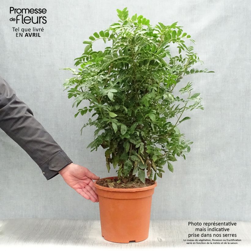Schinus terebinthifolius - Pepe rosa Vaso da 7,5L/10LAltezza consegnata circa 50/60cm esemplare consegnato in primavera