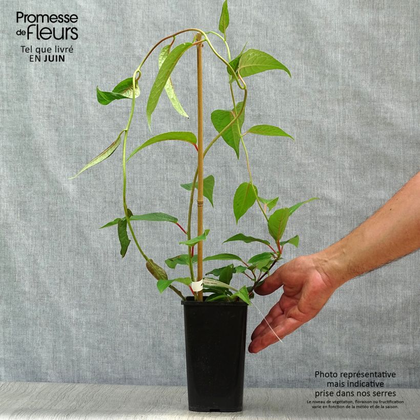 Esemplare di Schisandra grandiflora - Bacca dei 5 sapori Vaso da 1,5L/2L consegnato in estate