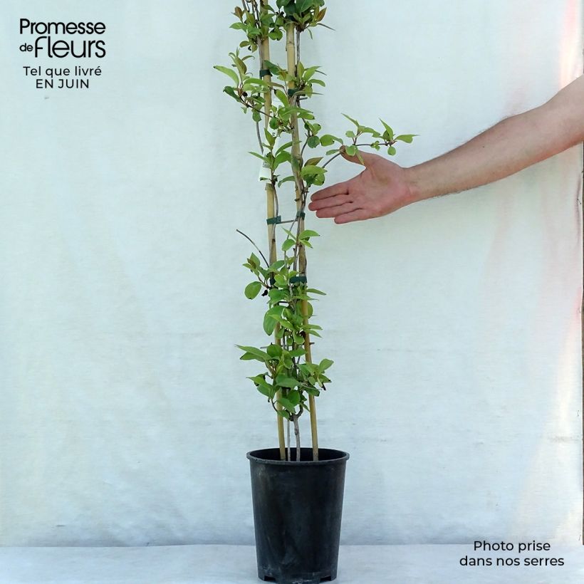 Esemplare di Schisandra rubriflora - Bacca dei 5 sapori Vaso da 4L/5L consegnato in estate