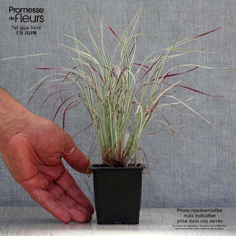 Esemplare di Schizachyrium scoparium Chameleon Vasetto da 8/9 cm consegnato in estate