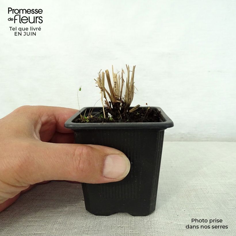 Esemplare di Schizachyrium scoparium Vasetto da 8/9 cm consegnato in estate