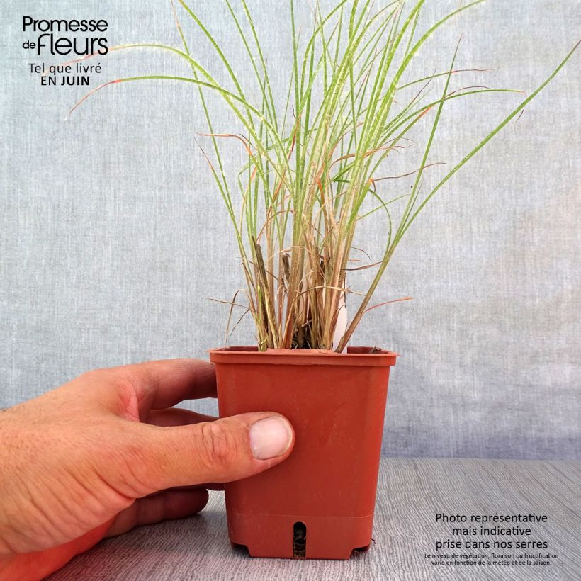 Esemplare di Schizachyrium scoparium Ha Ha Tonka Vasetto da 8/9 cm consegnato in estate