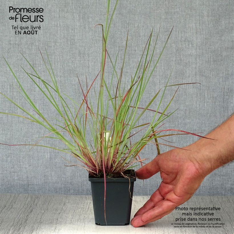 Esemplare di Schizachyrium scoparium Prairie Blues Vasetto da 8/9 cm consegnato in estate