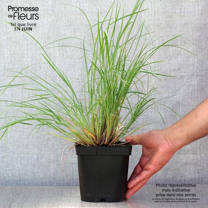 Esemplare di Schizachyrium scoparium Prairie Blues Vaso da 2L/3L consegnato in estate