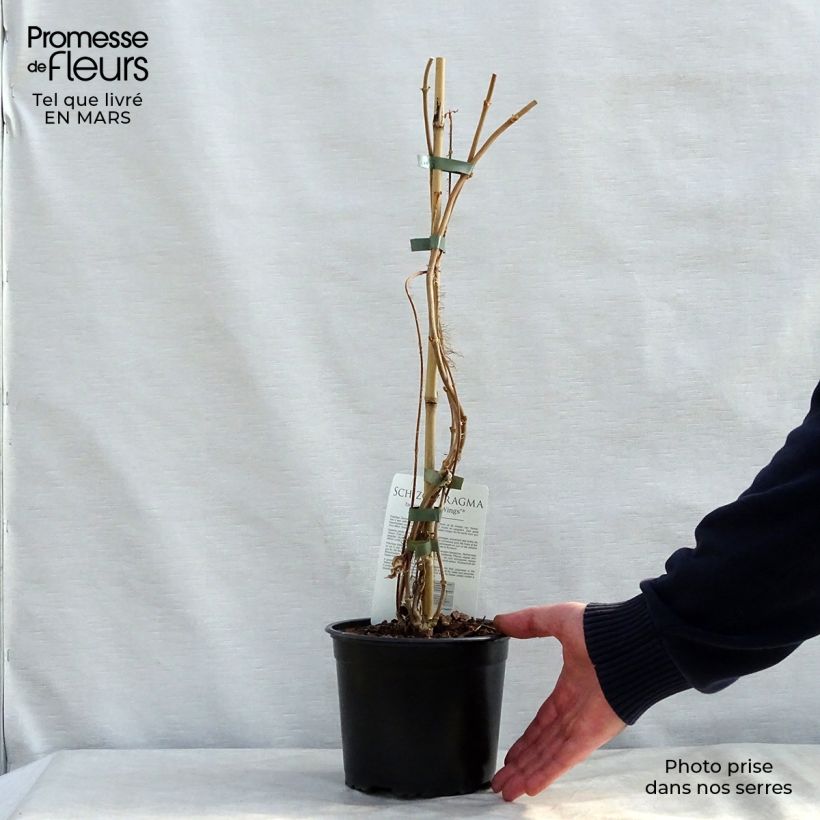 Schizophragma fauriei Vaso da 2L/3L esemplare consegnato in primavera