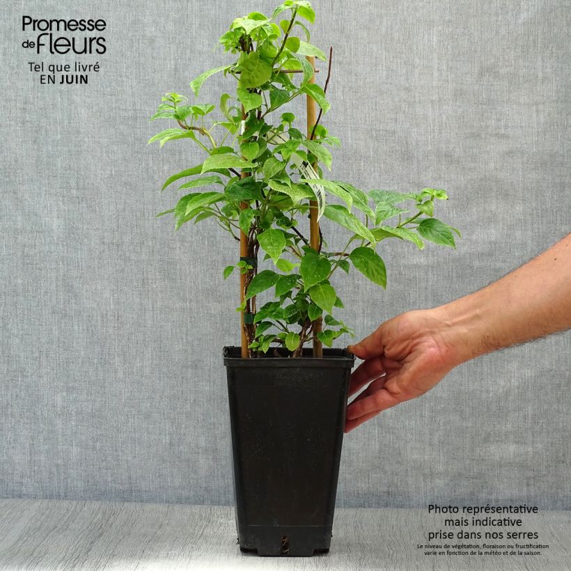 Esemplare di Schizophragma hydrangeoides Vaso da 2L/3L consegnato in estate