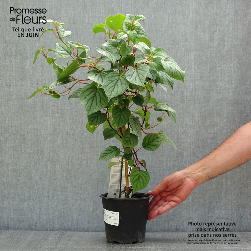 Esemplare di Schizophragma hydrangeoides Moonlight Vaso da 2L/3L consegnato in estate