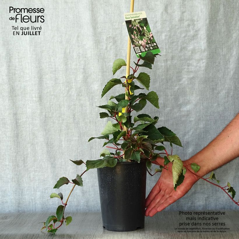 Esemplare di Schizophragma hydrangeoides Rose Sensation Vaso da 2L/3L consegnato in estate