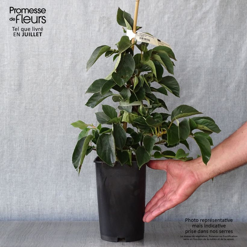 Esemplare di Schizophragma hydrangeoides Windmills Vaso da 2L/3L consegnato in estate