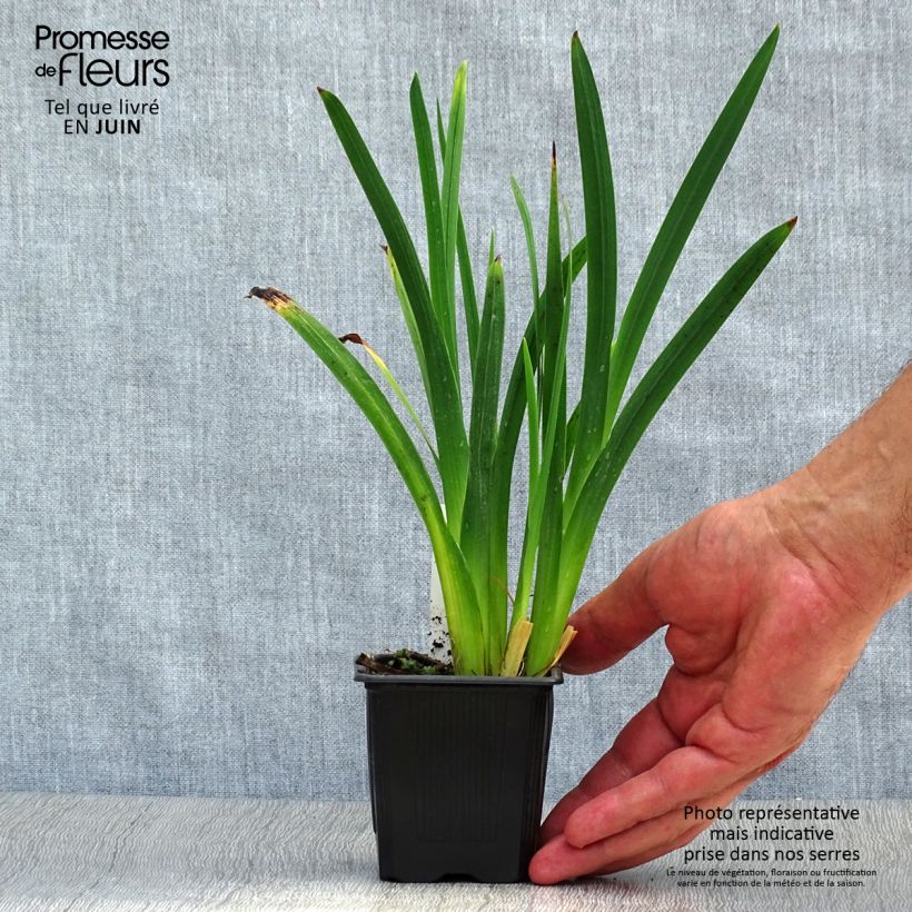 Esemplare di Schizostylis coccinea Mrs Hegarty Vasetto da 8/9 cm consegnato in estate