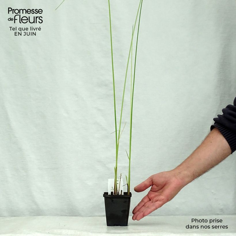 Esemplare di Schoenoplectus lacustris subsp.tabernaemontani Albescens Vasetto da 8/9 cm consegnato in estate