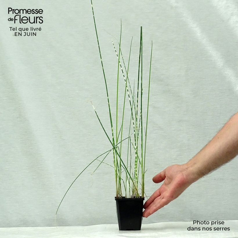 Esemplare di Schoenoplectus lacustris subsp tabernaemontani Zebrinus Vasetto da 8/9 cm consegnato in estate