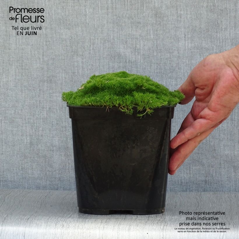 Esemplare di Scleranthus uniflorus Vaso da 3L/4L consegnato in estate