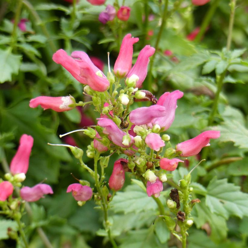 Scrophularia macrantha Cardinale Red (Fioritura)