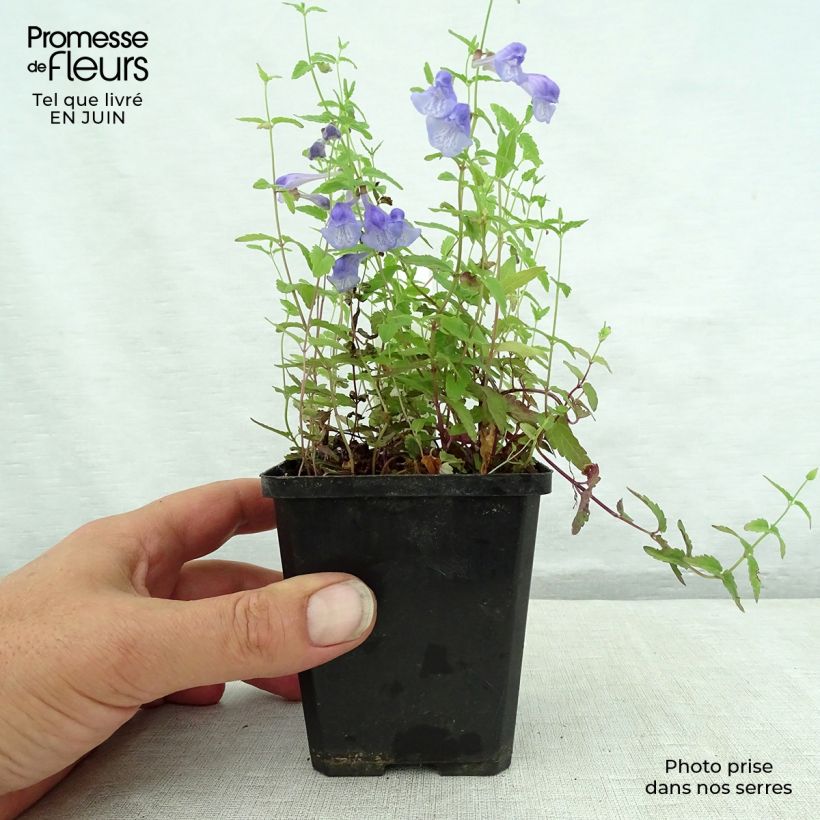 Esemplare di Scutellaria scordiifolia Vasetto da 8/9 cm consegnato in estate