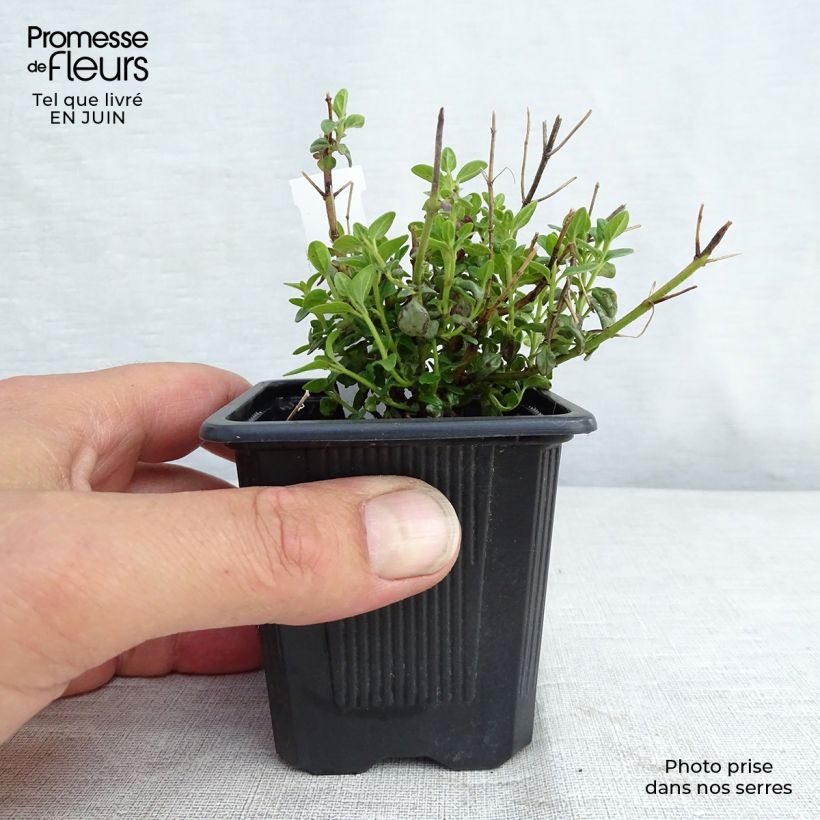 Esemplare di Scutellaria suffrutescens Vasetto da 8/9 cm consegnato in estate