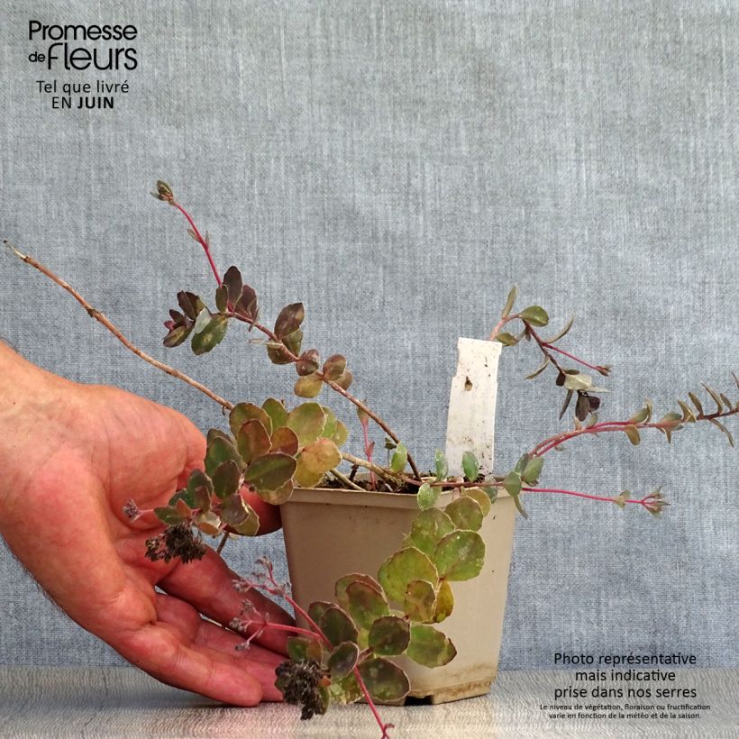 Esemplare di Sedum Bertram Anderson Vasetto da 8/9 cm consegnato in estate