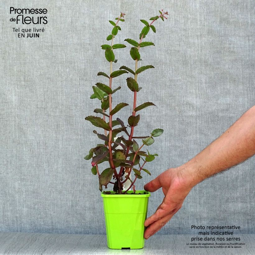 Esemplare di Sedum Black Knight Vaso da 1L/1,5L consegnato in estate