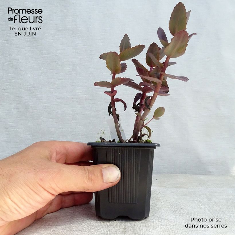 Esemplare di Sedum telephium Chocolate Cherry Vasetto da 8/9 cm consegnato in estate