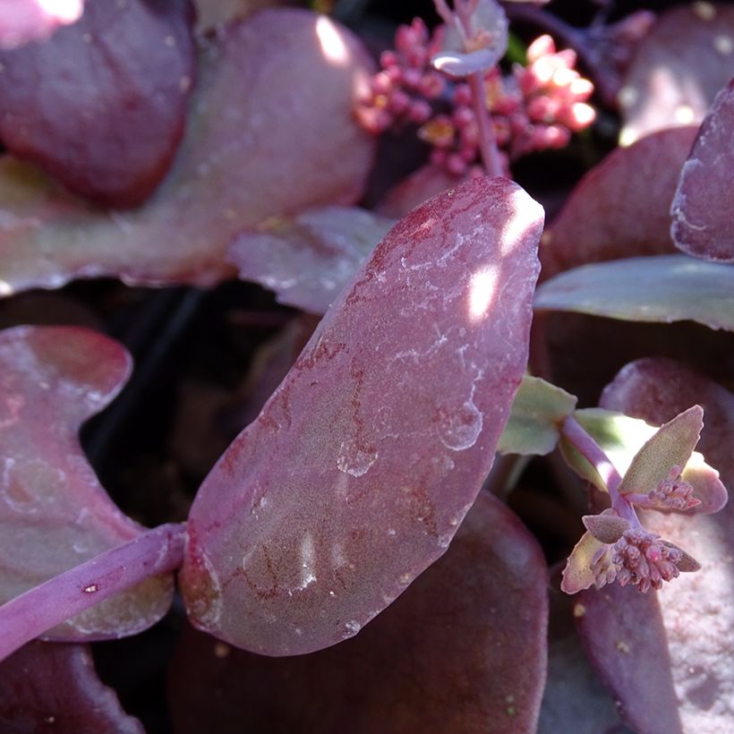 Sedum telephium Chocolate Cherry (Fogliame)