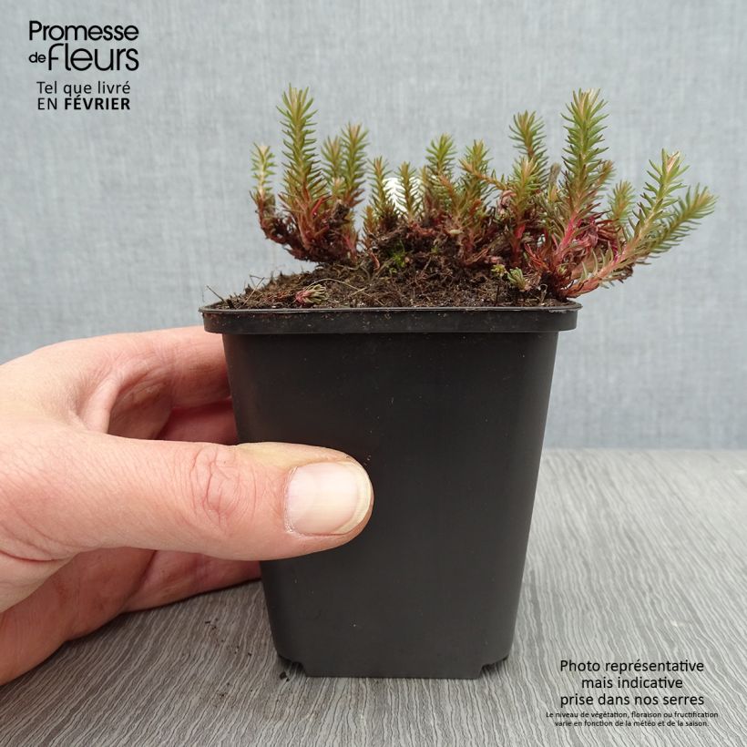 Sedum Chocolate Vasetto da 8/9 cm esemplare consegnato in inverno