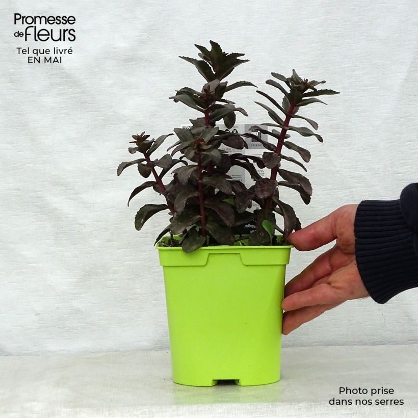 Sedum telephium Dark Magic Vaso da 2L/3L esemplare consegnato in primavera