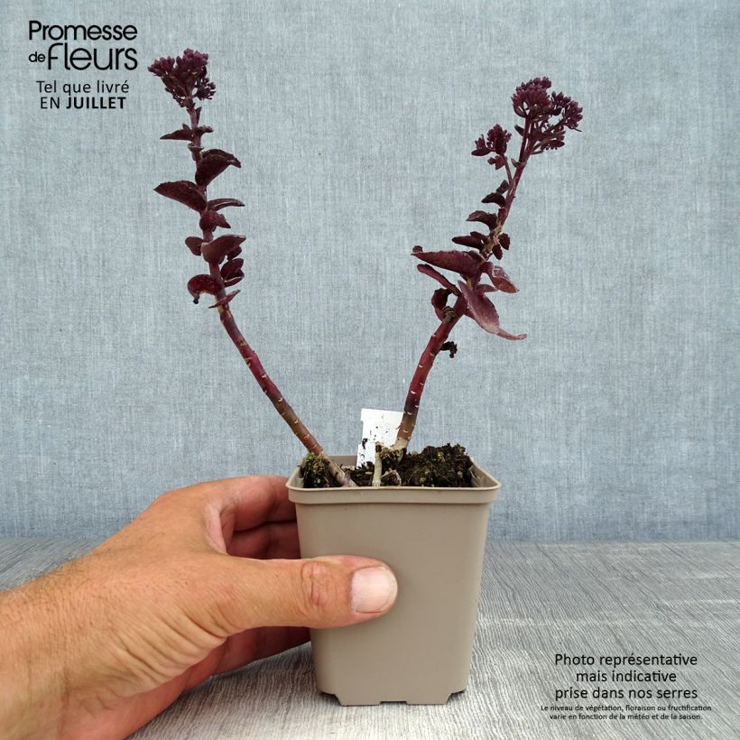 Esemplare di Sedum telephium Dark Magic Vasetto da 8/9 cm consegnato in estate