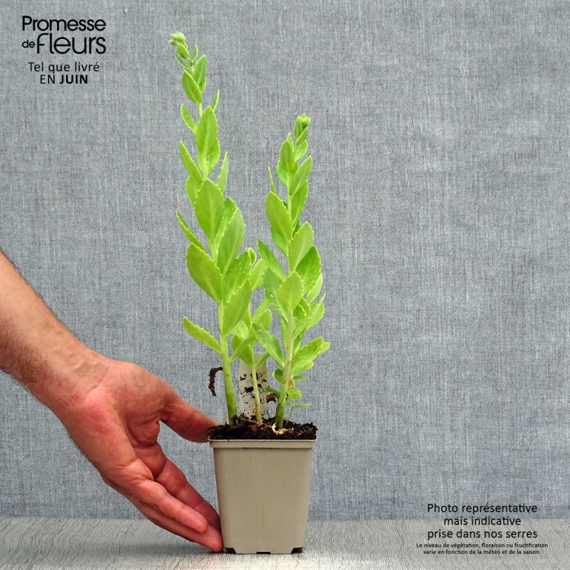 Esemplare di Sedum Herbstfreude Vasetto da 8/9 cm consegnato in estate
