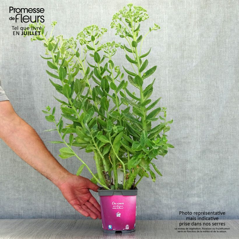 Esemplare di Sedum Herbstfreude Vaso da 2L/3L consegnato in estate