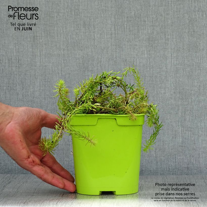 Esemplare di Sedum Lemon Ball Vaso da 2L/3L consegnato in estate